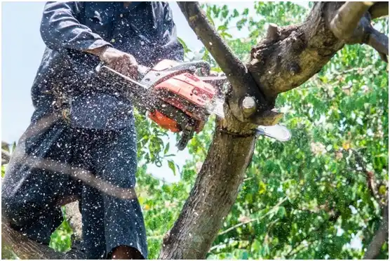 tree services River Heights